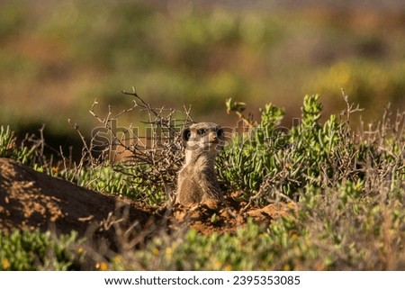 Meerkats in the Karoo near Oudtshoorn, South Africa