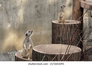 Meerkats Kept In The Zoo. Two Animals Turn Around At The Same Time.