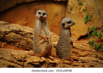 Meerkats At The Lincoln Park Zoo