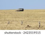 Meerkats in the Makgadikgadi Salt Pans in Botswana