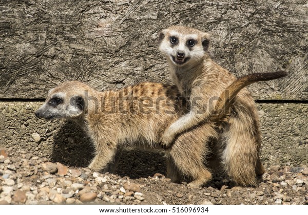 meerkats-mating-600w-516096934.jpg