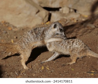Meerkats are small mongoose-like animals known for their cooperative behavior in groups called mobs. 