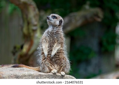 meerkats - Suricate - a small mongoose  - Suricata suricatta