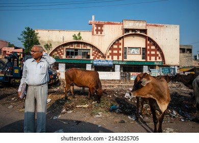 Meerut, Uttar Pradesh, India-june 20 2013: vagabond cows eating garbage in front of plaza cinema house old Meerut city. an ancient city of the western part of the Indian state of Uttar Pradesh.