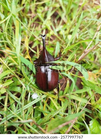 Meet the beetle, a tiny titan with a big personality!