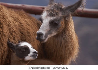 Meet the fluffiest little duo! Mama llama and her adorable calf, spreading joy one fuzzy snuggle at a time. Cusco Peru. - Powered by Shutterstock