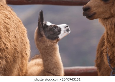 Meet the fluffiest little duo! Mama llama and her adorable calf, spreading joy one fuzzy snuggle at a time. Cusco Peru. - Powered by Shutterstock