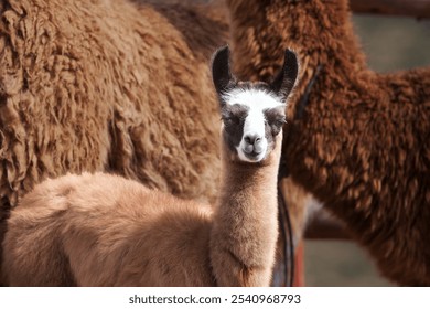 Meet the fluffiest little duo! Mama llama and her adorable calf, spreading joy one fuzzy snuggle at a time. Cusco Peru. - Powered by Shutterstock