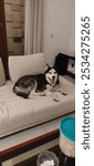 Meet Gigu (Aigo Jackson), the adorable Siberian Husky! Capturing his daily antics, from napping, asking for food, to playtime. One of the most precious companions you