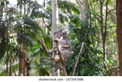 Meet Koala In Currumbin Wildlife Sanctuary