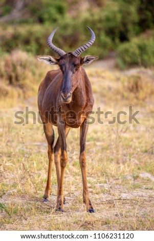 Similar – Waterbuck in Lake Samburu National Park, Kenya