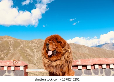 Tibet Mastiff Bilder Stockfotos Und Vektorgrafiken Shutterstock