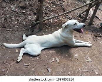 Meet A White Dog During Jungle Trekking And He Follow Us Hike Together. Resting With His Comfortable Pose. 