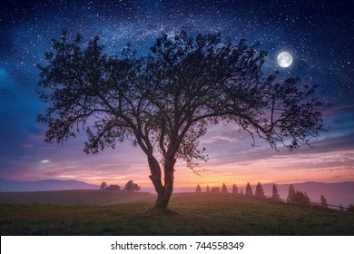 1,207,563 Trees At Night Images, Stock Photos & Vectors | Shutterstock