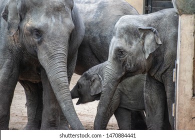 Meeting Elephant Family In Zoo.