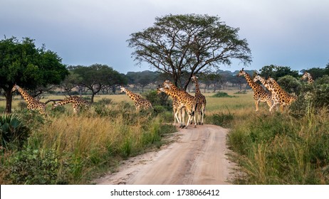 The Meeting With The Giraffes During A Safari In The Kidepo Valley National Park In Uganda To Discover Wild Animals.