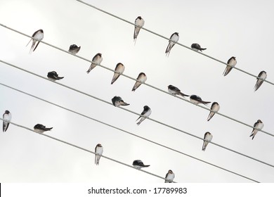 meeting of swallows