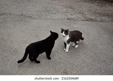Meeting Of Two Cats In The Yard