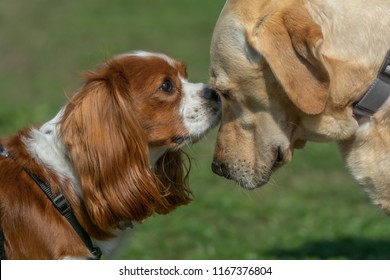 A Meeting Of Two Dogs