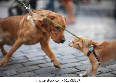 The Meeting Of Two Dogs With The Leash On The Street