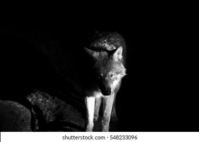 Meeting A Wolf During The Night 