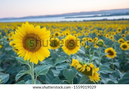 Similar – Image, Stock Photo Part of a sunflower blossom against the light
