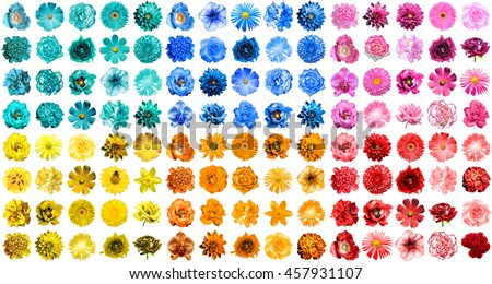 Mega pack of 120 in 1 natural and surreal blue, orange, red, yellow, turquoise and pink flowers isolated on white