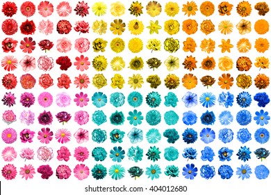Mega Pack Of 150 In 1 Natural And Surreal Blue, Yellow, Red, Pink, Turquoise And Orange Flowers Isolated On White