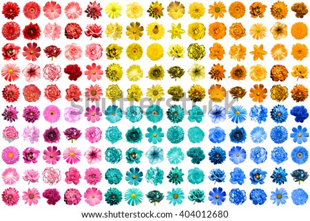 Mega pack of 150 in 1 natural and surreal blue, yellow, red, pink, turquoise and orange flowers isolated on white