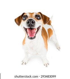 Mega Positive Sincere Smile Dog. Big Wide Tooth Smile.  On White Background