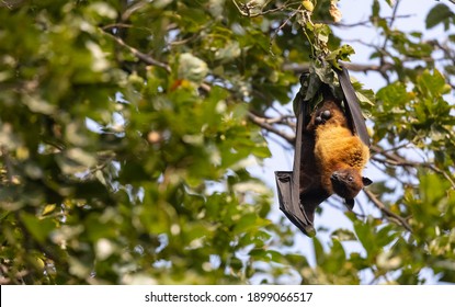 Megabat Or Fruit Bats (Pteropodidae) Hanging On Tree. Lyle's Flying Fox.