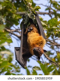 Megabat Or Fruit Bats (Pteropodidae) Hanging On Tree. Lyle's Flying Fox.