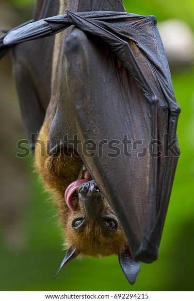 Megabat Hanging On Tree Branch Stock Photo (Edit Now) 692294215