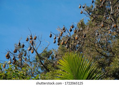 Megabats Or Fruit Bats (Pteropodidae)Queensland, Australia