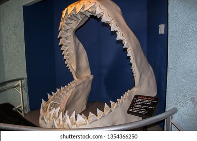 Megalodon shark jaws close up. Museum. Tourism. Exhibition. Sea World San Diego 09.08.2012