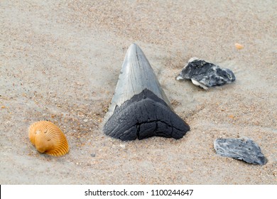 Megalodon Shark Tooth In Beach Sand