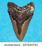 Megalodon Tooth from an extinct species of shark located at the Megaladon Ledge while scuba diving near Wrightsville Beach, NC