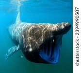 The megamouth shark is a creature that is currently in trouble