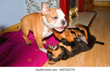 rottweiler vs bulldog