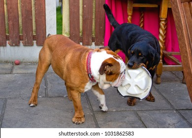 Megan A Young Rottweiler, Plays With An Equally Young Georgie, A British Bulldog.