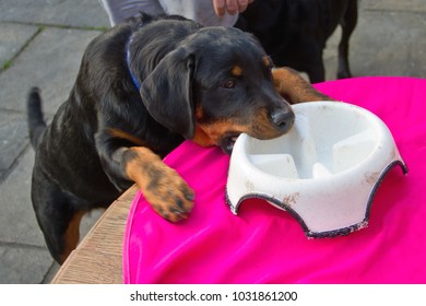 Megan, A Young Rottweiler Stands Up At Table To Fetch Her Bowl.