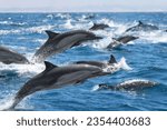 A megapod of common dolphins stampede through Monterey Bay on a sunny fall afternoon. 