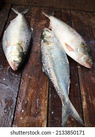 Meghna River Golden Hilsha Fishes