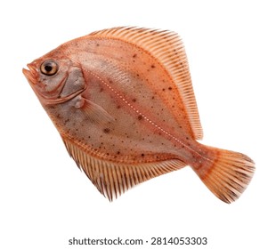 Megrim Highly Realistic Flatfish With A Thin Diam Isolated On White Background