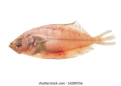 Megrim Sole Flat Fish Isolated On White