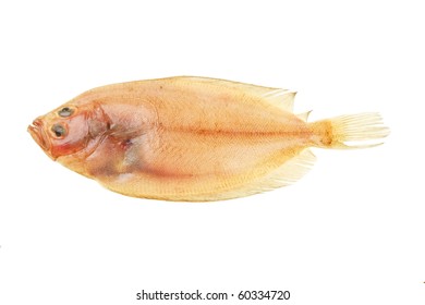 Megrim Sole Flatfish Isolated On White