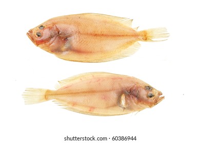 Megrim Sole Flatfish Isolated On White