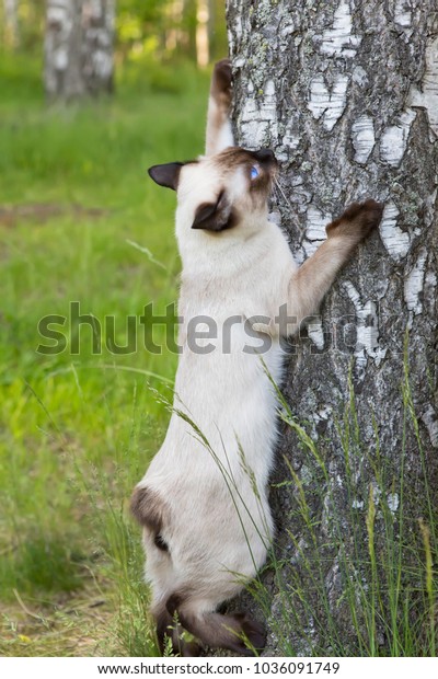 Mekong Bobtail Short Haired Young Cat Stock Photo Edit Now