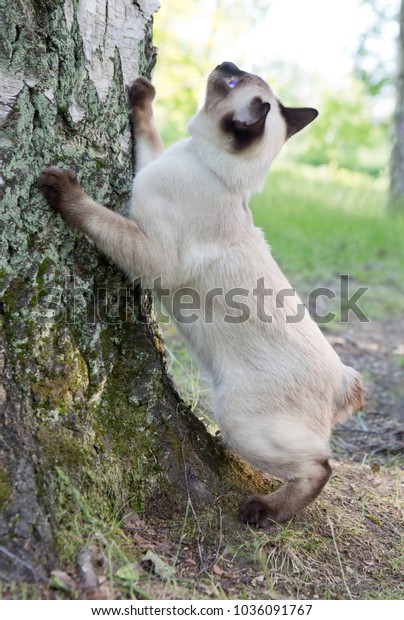 Mekong Bobtail Short Haired Young Cat Stock Photo Edit Now