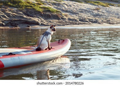 14,392 Cat in lake Images, Stock Photos & Vectors | Shutterstock